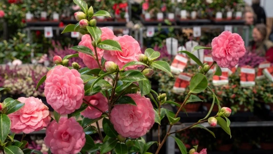 TRADE FAIR FOR FLORAL DESIGN AND INTERIOR DECORATING, GARDENING AND TECHNOLOGY
