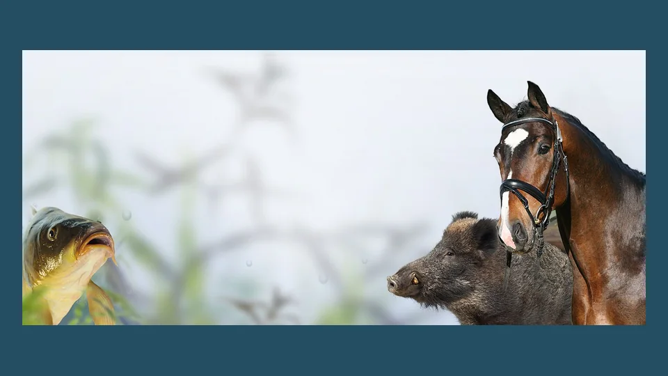 德国爱尔福特国际马术,狩猎和捕鱼展览会资料图片