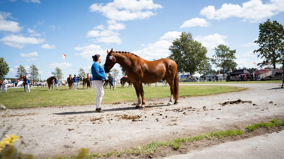 NATIONAL AGRICULTURAL SHOW